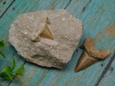 SHARK TEETH ROCK STONE LAPIDARY SPECIMEN