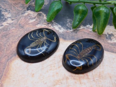 SCORPION CABOCHONS ROCK STONE LAPIDARY SPECIMEN