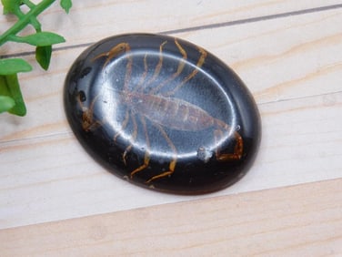 SCORPION CABOCHON ROCK STONE LAPIDARY SPECIMEN