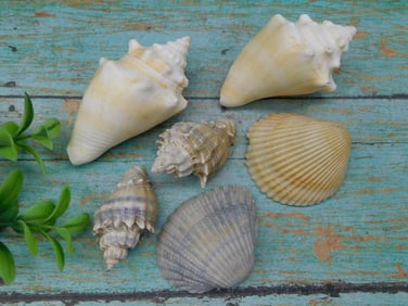 SEA SHELLS