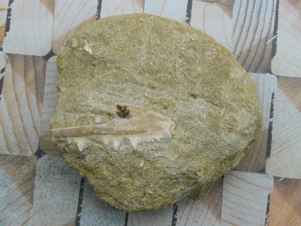DINOSAUR BONE IN MATRIX ROCK STONE LAPIDARY SPECIMEN: DINOSAUR BONE IN MATRIX ROCK STONE LAPIDARY SPECIMEN