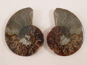MAPLE LEAF PATTERN AMMONITE ROCK STONE LAPIDARY SPECIMEN