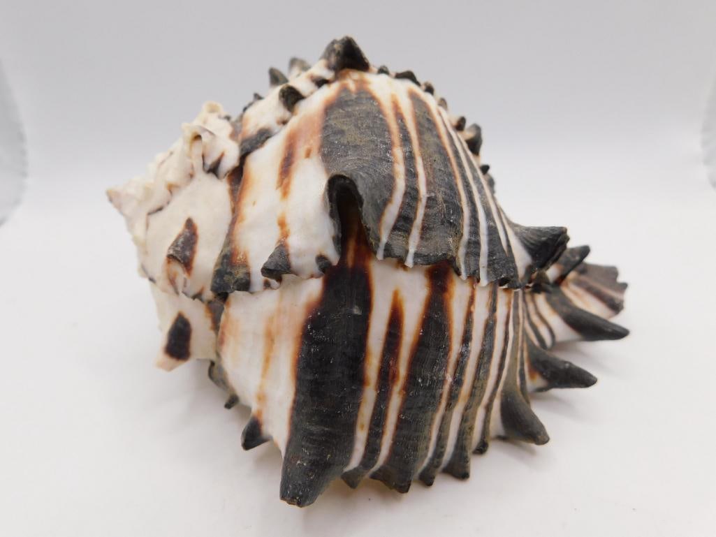 BLACK MUREX SHELL ROCK STONE LAPIDARY SPECIMEN: BLACK MUREX SHELL ROCK STONE LAPIDARY SPECIMEN