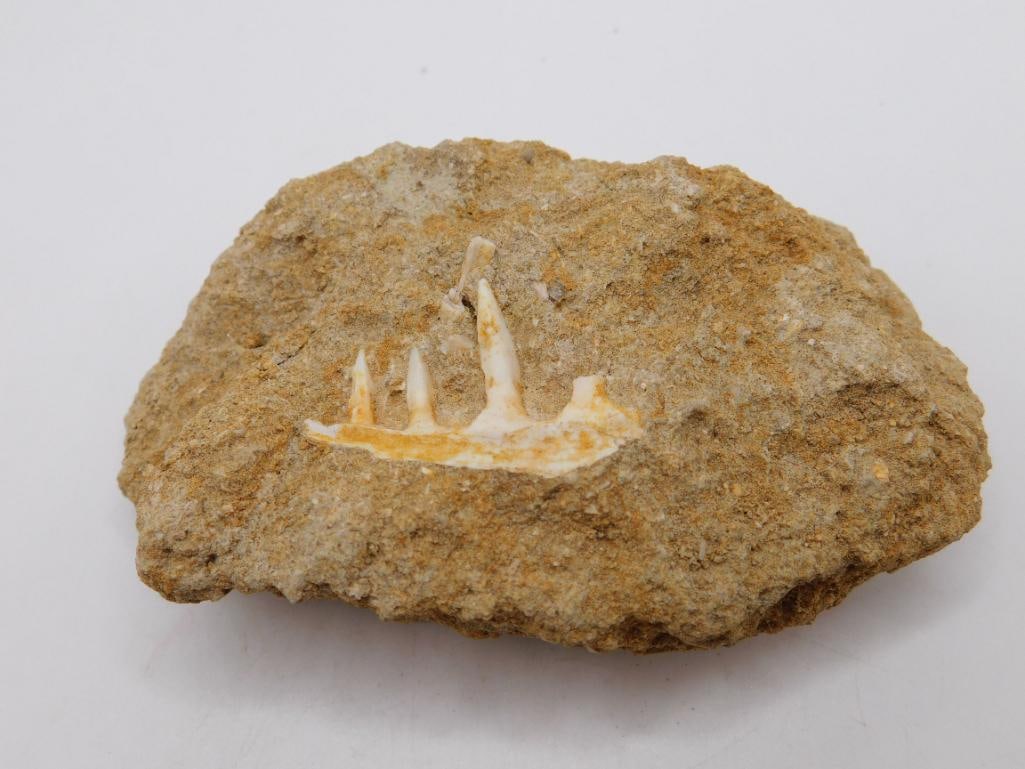 FOSSIL BONE IN MATRIX ROCK STONE LAPIDARY SPECIMEN: FOSSIL BONE IN MATRIX ROCK STONE LAPIDARY SPECIMEN