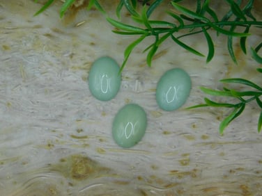VARISCITE CABOCHONS ROCK STONE LAPIDARY SPECIMEN