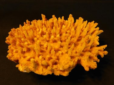 Bright Yellow Natural Coral Specimen Display Piece Fish Tank Aquarium Decoration
