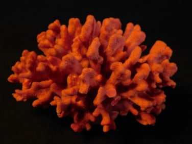 Vivid Red Coral Specimen on Display Fish Tank Aquarium Decoration