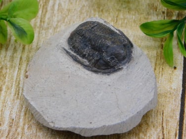 TRILOBITE FOSSIL ROCK STONE LAPIDARY SPECIMEN