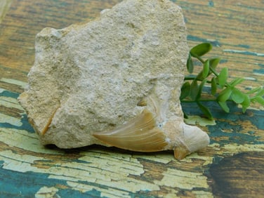 SHARK TOOTH IN MATRIX ROCK STONE LAPIDARY SPECIMEN