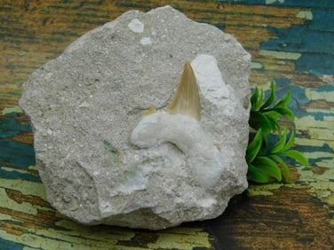 SHARK TOOTH IN MATRIX ROCK STONE LAPIDARY SPECIMEN