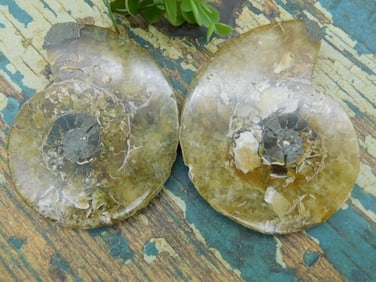 AMMONITE ROCK STONE LAPIDARY SPECIMEN