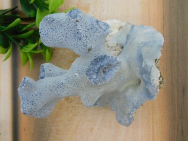 RARE BLUE CORAL ROCK STONE LAPIDARY SPECIMEN