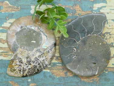 MAPLE LEAF PATTERN AMMONITE ROCK STONE LAPIDARY SPECIMEN