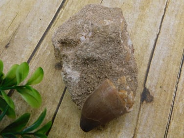 DINOSAUR TOOTH IN MATRIX ROCK STONE LAPIDARY SPECIMEN