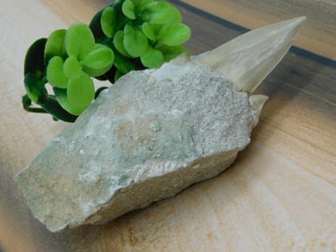 SHARK TOOTH IN MATRIX ROCK STONE LAPIDARY SPECIMEN