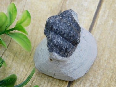 TRILOBITE ROCK STONE LAPIDARY SPECIMEN