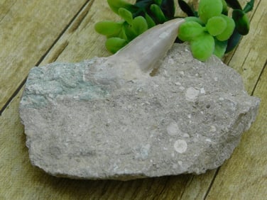 SHARK TOOTH IN MATRIX ROCK STONE LAPIDARY SPECIMEN