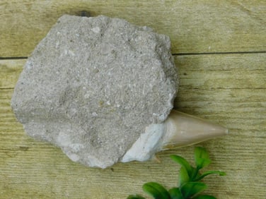 SHARK TOOTH IN MATRIX ROCK STONE LAPIDARY SPECIMEN