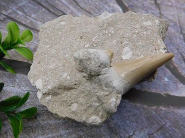 SHARK TOOTH IN MATRIX ROCK STONE LAPIDARY SPECIMEN