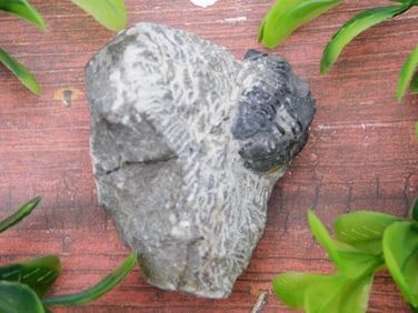 TRILOBITE FOSSIL IN MATRIX ROCK STONE LAPIDARY SPECIMEN