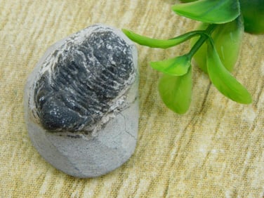 TRILOBITE FOSSIL IN MATRIX ROCK STONE LAPIDARY SPECIMEN