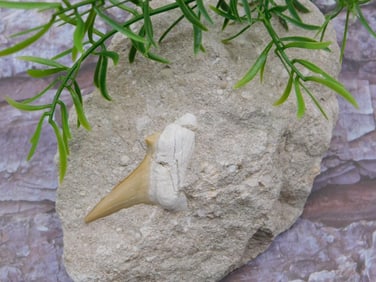 SHARK TOOTH IN MATRIX ROCK STONE LAPIDARY SPECIMEN