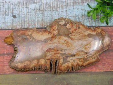 PETRIFIED WOOD SLAB ROCK STONE LAPIDARY SPECIMEN