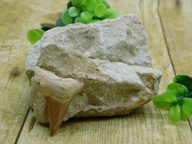 SHARK TOOTH IN MATRIX ROCK STONE LAPIDARY SPECIMEN