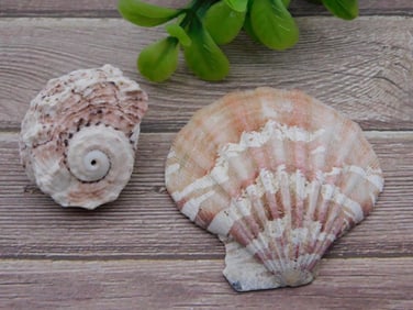 SEA SHELL LOT ROCK STONE LAPIDARY SPECIMEN
