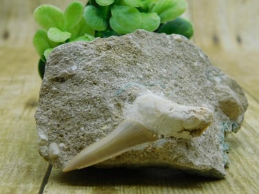 SHARK TOOTH IN MATRIX ROCK STONE LAPIDARY SPECIMEN