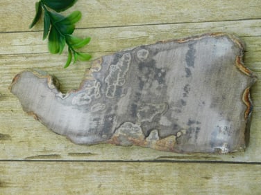 PETRIFIED WOOD SLAB ROCK STONE LAPIDARY SPECIMEN