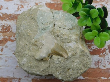 SHARK TOOTH IN MATRIX ROCK STONE LAPIDARY SPECIMEN