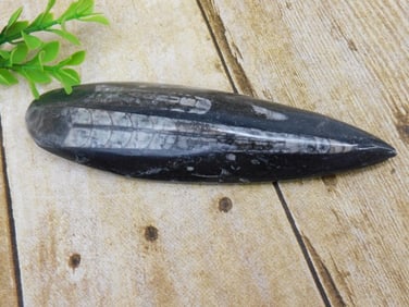 ORTHOCERAS ROCK STONE LAPIDARY SPECIMEN