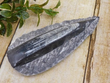 ORTHOCERAS ROCK STONE LAPIDARY SPECIMEN