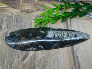 ORTHOCERAS ROCK STONE LAPIDARY SPECIMEN