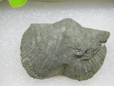 BRACHIOPOD ROCK STONE LAPIDARY SPECIMEN