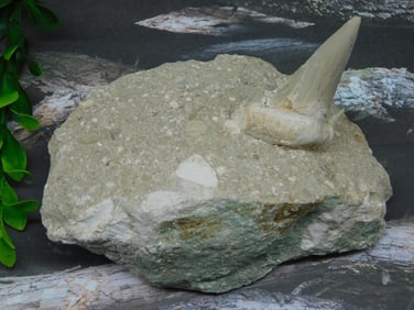 SHARK TOOTH IN MATRIX ROCK STONE LAPIDARY SPECIMEN