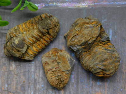 TRILOBITE ROCK STONE LAPIDARY SPECIMEN: TRILOBITE ROCK STONE LAPIDARY SPECIMEN