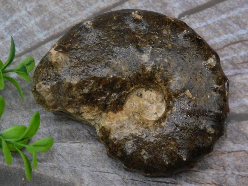 KNOBBY AMMONITE FOSSIL ROCK STONE LAPIDARY SPECIMEN: KNOBBY AMMONITE FOSSIL ROCK STONE LAPIDARY SPECIMEN
