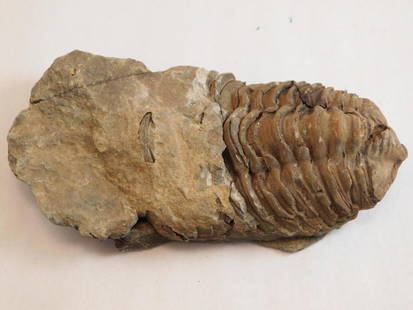 TRILOBITE ROCK STONE LAPIDARY SPECIMEN: TRILOBITE ROCK STONE LAPIDARY SPECIMEN
