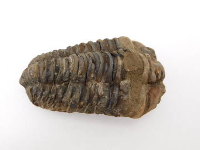 TRILOBITE FOSSIL ROCK STONE LAPIDARY SPECIMEN: TRILOBITE FOSSIL ROCK STONE LAPIDARY SPECIMEN