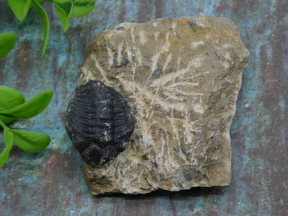 TRILOBITE ROCK STONE LAPIDARY SPECIMEN: TRILOBITE ROCK STONE LAPIDARY SPECIMEN