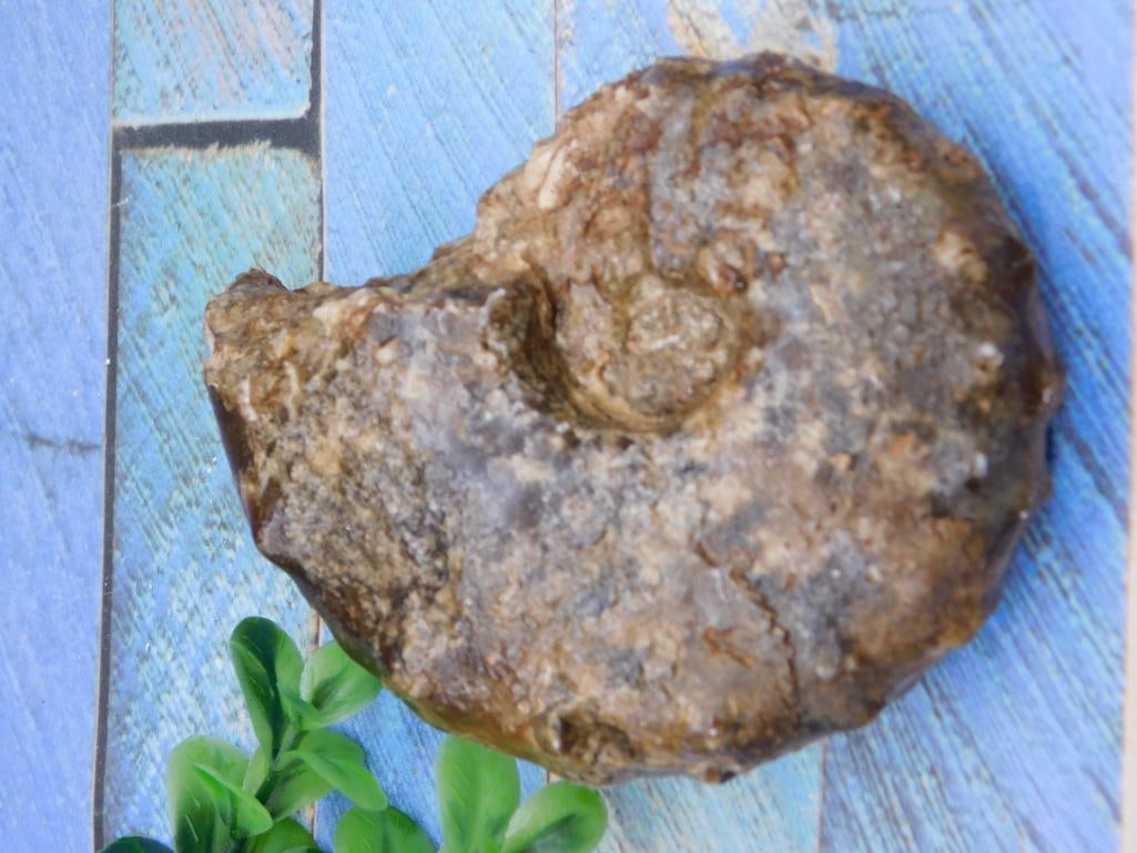 KNOBBY AMMONITE FOSSIL ROCK STONE LAPIDARY SPECIMEN: KNOBBY AMMONITE FOSSIL ROCK STONE LAPIDARY SPECIMEN
