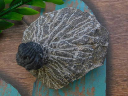 TRILOBITE FOSSIL ROCK STONE LAPIDARY SPECIMEN: TRILOBITE FOSSIL ROCK STONE LAPIDARY SPECIMEN