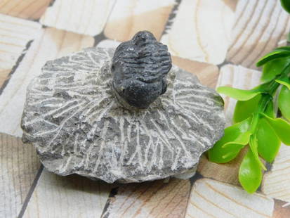 TRILOBITE FOSSIL ROCK STONE LAPIDARY SPECIMEN: TRILOBITE FOSSIL ROCK STONE LAPIDARY SPECIMEN