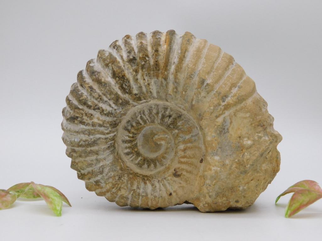 MOROCCAN FOSSIL: MOROCCAN FOSSIL