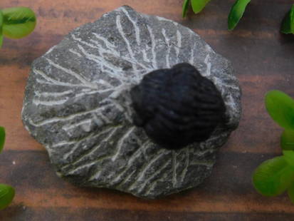 TRILOBITE FOSSIL ROCK STONE LAPIDARY SPECIMEN: TRILOBITE FOSSIL ROCK STONE LAPIDARY SPECIMEN