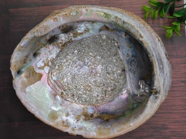 Large Abalone Shell with Polished Interior