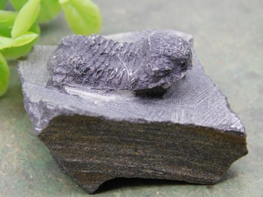 Trilobite Fossil in Matrix from Rock Auction