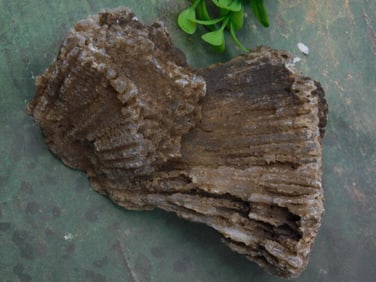 Fossilized CORAL Specimen with Agate Formation